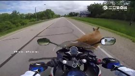 賽跑被鹿撞1200.