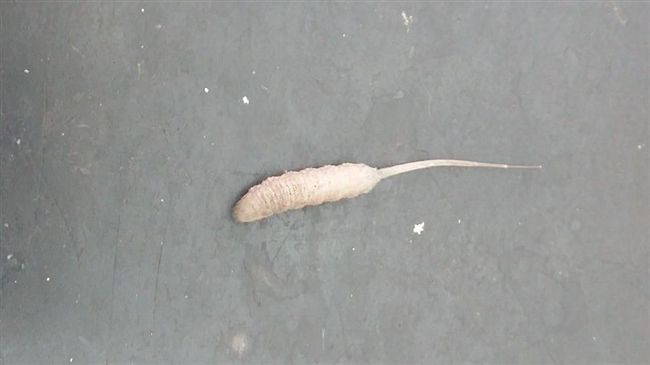 這生物是什？乳白、大頭、長尾好像…