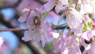10月均溫27℃　櫻花混亂提早開了