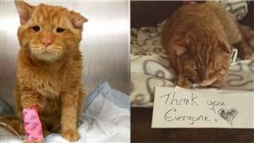 寵物,喵星人,貓,領養 圖／翻攝自IG