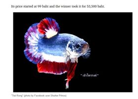 泰國最高拍賣價鬥魚
