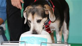 狗、毛小孩，飼料、台灣首創「客製化」犬糧問市記者會（攝影／記者林顥宗）