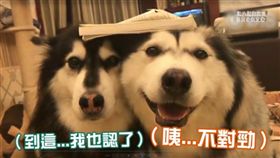 哈士奇闖禍被罰頂書　萌樣迷翻網友
（中央社）
