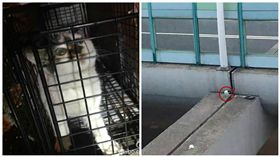 小貓遭困高架橋墩10多天　幸熱心民眾緊急救援
圖/翻攝自上海領養之家微博