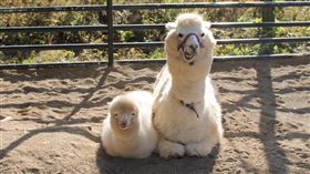 16:9
有樣學樣！日本小羊駝與馬麻100%同步率
圖／翻攝自moriokazoo Twitter
https://twitter.com/moriokazoo