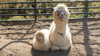 同步率100%！羊駝母子萌翻網友