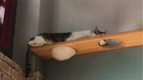 貓咪的肚子垂下來。（圖／翻攝自微博）