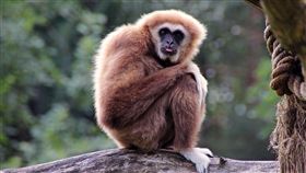 利比亞南方城市發生內戰，導火線竟是一隻寵物猴。（示意圖／Ulrika, flickr CC License）