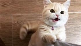 16:9
喵星人拉裙襬搖尾巴求吃食　貓奴傻了
圖／翻攝自little_milo_munchkin IG
https://www.instagram.com/little_milo_munchkin/