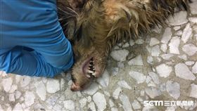 別亂伸手！再爆染狂犬病鼬獾咬傷民眾（圖／農委會）