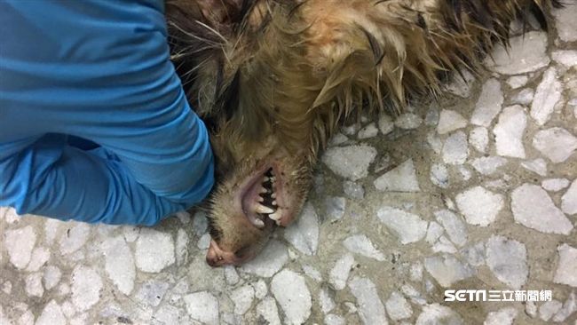 驚！爆染狂犬病鼬獾闖入咬傷民眾