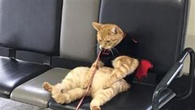 ▲貓大叔在車站憂鬱。（圖／翻攝自pachikoxx推特）
https://twitter.com/pachikoxx/status/800220589214441473