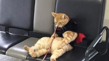 貓大叔滿臉愁容坐車站　看起來超鬱悶