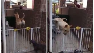 汪星人視柵欄為無物　網友：練武奇才