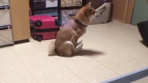 狗狗拖屁屁走是警訊　小心寄生蟲作祟
