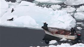 出生兩周就被殺　殘忍海豹捕獵鏡頭曝光