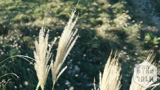 秋季限定！台北近郊賞芒花景點大公開