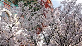 淡水天元宮的櫻花 圖／中央社