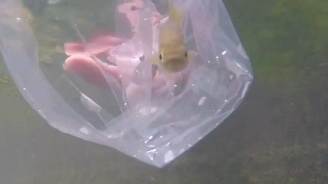 影／比國寶魚還少　聽過台灣白魚嗎？