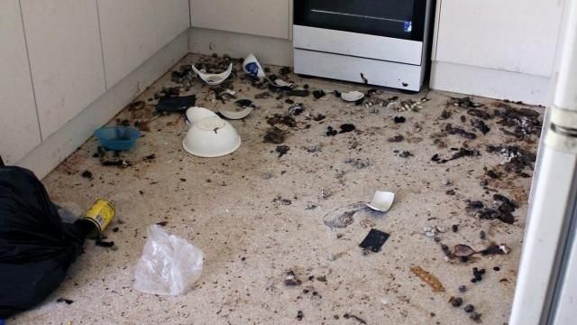 飼主反鎖棄養　14隻貓互啃求生存