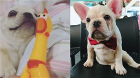 法鬥,尖叫雞　圖／翻攝自Unyong the Frenchie臉書