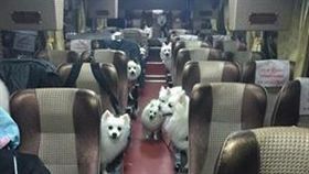 歡迎搭乘「幸狐」專車！整車雪白汪星人　旅程藏感人洋蔥
圖/翻攝自臉書社團「爆廢公社」
