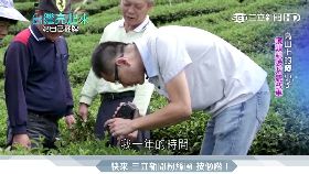 記者愛找茶　台灣茶抱回米其林星星
