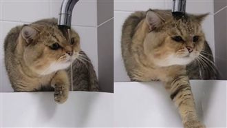 喵咪渾身解數喝水　結果來個「濕身」