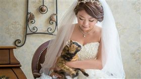 與愛貓同拍婚紗　訂婚日卻告別她／中央社