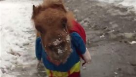 比初雪還吸引人！迷你馬穿超人裝雪中賣萌變身「超人小馬」（圖翻攝自臉書スエトシ牧場）