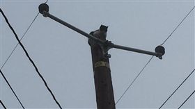貓咪卡在電線桿上九天（圖／翻攝自Corin Hoggard ABC30 Action News）