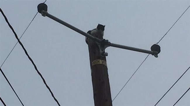 貓咪卡電線桿九天　工程人員斷電搶救