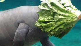 萵苣,外星人,海牛　圖／翻攝自Columbus Zoo and Aquarium臉書 16:9