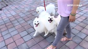 -毛小孩-狗-寵物-狗便-飼主-遛狗-