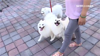 狗兒貓咪行為有深意　是否生病看食慾