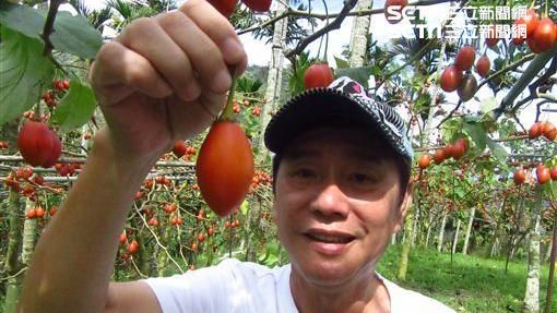 聽過樹葡萄　但你有聽過樹番茄嗎？