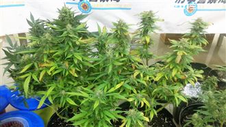 租學生套房躲查緝　3男種大麻遭逮