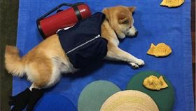 柴犬ai-chan創意睡姿照（IG:fujisan99