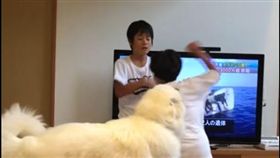 狗狗成為小兄弟吵架仲裁者。（圖／翻攝自ＹｏｕＴｕｂｅ）－https://www.youtube.com/watch?v=X-itFGsyEeE