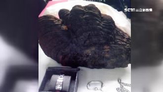 有靈性？遠房親戚偷靈芝失而復得