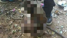  母猴,虐待/印度時報