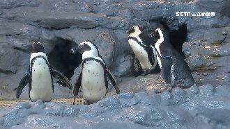 「白毛巾畫圈」藏魔力？企鵝全衝過來