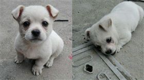 小白狗天天往水溝蓋跑　只為了等待媽媽回來。資料來源：寵物快線