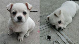 小白狗趴水溝蓋邊　背後原因藏洋蔥