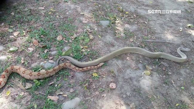 公園遛蛇遭趕　飼主：為何毛孩可以？