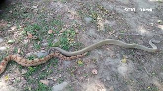 公園遛蛇遭趕　飼主：為何毛孩可以？