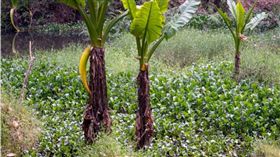 尼羅鱷,埋伏,藏身/鏡報
