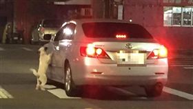 16:9
馬賽克
新竹,毛孩,寵物,責任,棄養,哀號,淒厲,狠心
圖／翻攝自新竹爆料公社
https://www.facebook.com/groups/SeeZhubei/permalink/1767381680149070/?hc_location=ufi