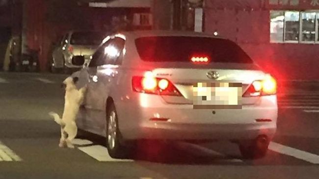 狗狗疑遭棄養追車哀嚎　車主6字冷回