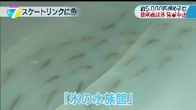 a死魚陪溜冰1100